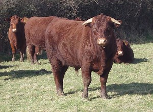 Young Devon bull UK360779 400015