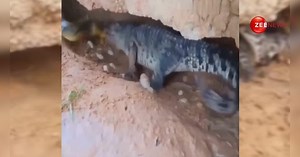 इस बड़े जीव को सांप ने बना लिया अपना शिकार, वीडियो देख डर जाएंगे लोग