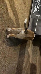 2.3K views · 14 reactions | Cause For Paws of North Carolina brings in “Captain” for some studio fun! Be sure to contact them for any questions on how to adopt or be a foster  | The Erica Show | Facebook