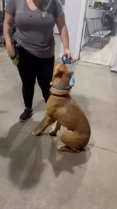 @ben_davidson_dtd showing how to deal with a timid dog who is reactionary to close proximity and touching. When you break it down it’s really quite simple, calm positive energy and leash pressure and release. Gentle pressure comes on when the dog is not doing and release when the dog IS doing. Timing and reading the dog are important, this comes with experience and building a relationship. Thanks Ben for making it look easy! #devotiontodogs | Devotion to Dogs, INC | Facebook