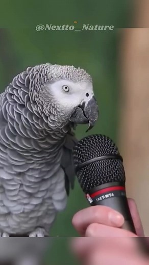 Exploring Parrot Communication: How Can Parrots Talk?