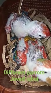 Scarlet macaw babies... #Sold... #Differentparrotsjavediqbal... | Different parrots-javed iqbal