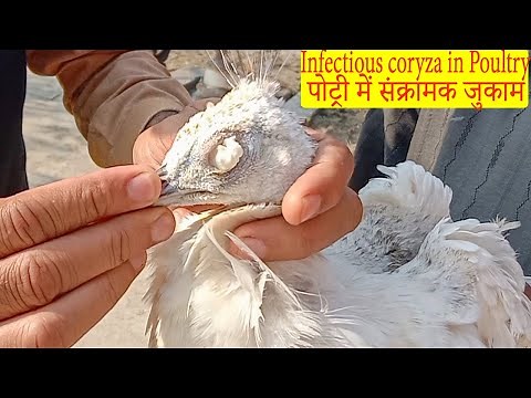 Coryza in Poultry, Signs ,Symptoms, Remedy and Clearing the eye | Dr ikram