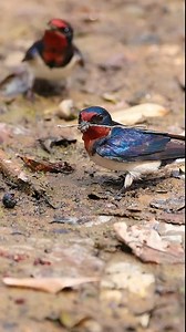 Barn Swallows (家燕,Hirundo rustica) are busy building a nest. I often saw them building nests when I was a kid in a southern #China's village. ❤柒玥拍鸟 ❤❤❤ #Chinese #nature #birds #wildlife #travel #peace #beauty #beautiful #love | Lin hillside