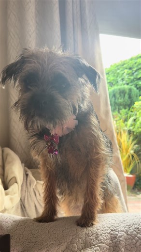 Bonnie the Border on TikTok