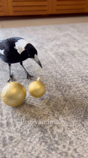 115K views · 10K reactions | Our Family tradition is to put our Christmas tree up on the 1st Day of December . This video is from last year because we are getting so excited we get to put of Christmas tree up tomorrow . Whos getting excited about Christmas ? | Peggy and Molly | Facebook