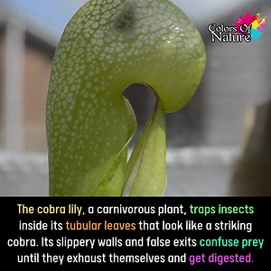 Cobra lily | Colors Of Nature