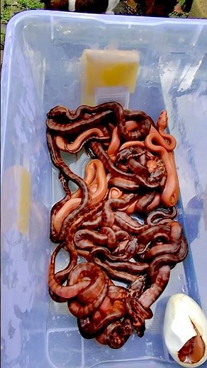 #2026 Albino pythons available soooon 🪱 #paulstingray