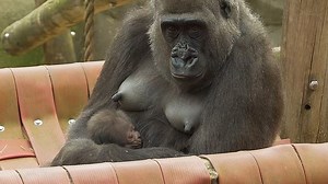 Baby gorilla born at Chessington