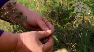 Yarrow Herb Walk | Kami McBride