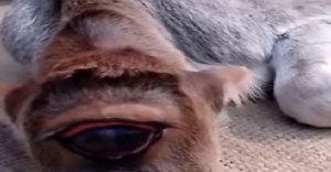 Holy Cow: This one-eyed calf is worshipped as God in West Bengal - Watch video