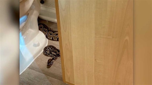 South Carolina woman finds python behind toilet