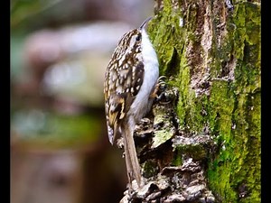 1 hour sound of Treecreeper