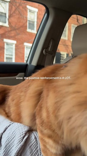 car seat rebel no more! thanks to @Made by Nacho #orangekitten #fluffycat #boycat #catsincars | Azia Missy and Lucas