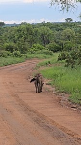 2.9M views · 41K reactions | What gave me goosebumps was the long, deep whoop — driven into the ground. You don’t just hear it, you feel it. #hyena #calling #whoops #NatureInAction | Hayley Myburgh Safari Guide | Facebook