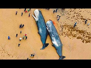 Dead Sperm Whales Washed Up On Sea Shores. What Was Found In Their Stomachs Is An Absolute Nightmare