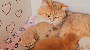 Cute Kittens & Cats on Reels