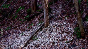 This tree was torn apart by a pileated woodpecker this winter. Very damaged tree with bark at its base. Large strips of bark pecked away from tree along the D&H Rail Trail in PA.