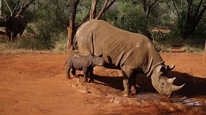 6K views · 625 reactions | In 2018 we sent three black rhinos from Port Lympne Reserve near Ashford to a heavily protected reserve in Tanzania. In total, we have sent eight black rhino to Tanzania and South Africa and we have seen 25 births to released black rhino with a total of over 60 descendants! | The Aspinall Foundation | Facebook