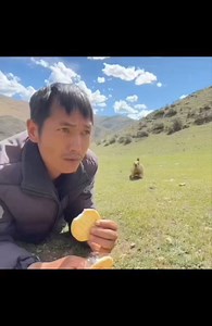 #singingbird Marvin from the Marmot Association #talkinganimals #BadBoys4 #marchmatness #funnyanimals #Funny #shibainu #voiceover #cats #dub #sillycats | Funny Animal