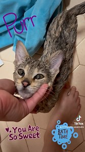 24 reactions | F2 Savannah Kitten Bathtime Purrs #savannahcat #sweetheart | F1Hybrids Savannah Cats | Facebook