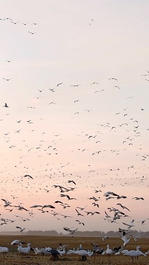 2.1K views · 195 reactions | We love them landing in the decoys! - #snowgeese #snowgoosehunting #hunting #thisiswhy #waterfowl #waterfowler #waterfowlhunting | Northern Skies Outfitters | Facebook
