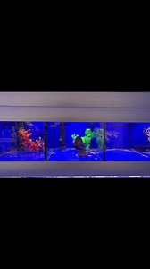 Gem tang showing off! 😍 | Exotic Aquatics Belfast