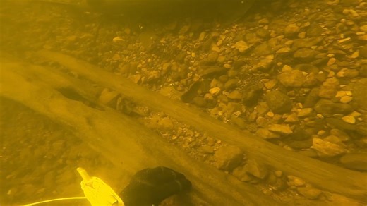Check out all the fish I saw today in the Menominee River, while cleaning up underwater! 😃 I was able to remove a BUNCH of fishing line, hooks and garbage. Silent J and some random other guys helped clean up on land afterwards. Thanks! 👍 #menomineeriver #fishing #scubadiving #marinette #wisconsin #menominee #michigan #fyp #outdoors #underwater #fish #walleye #sturgeon #browntrout #cleanup #exercise #adventure #fun | Ed the Diver
