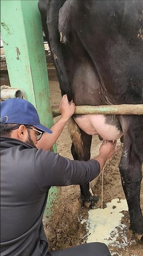 closeup mastitis #udder swelling#somatic cell#infection#viral