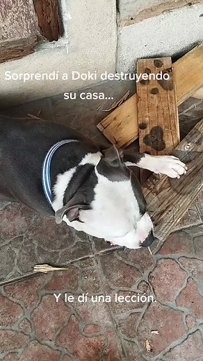 Videos de Doki y Yo (@jorge1969_) con “Yo no fui (Esaú) - Varios”