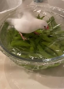 10K views · 74 reactions | white java 殺殺 # shower  time  #ndmbirds #everyone #TopFans | NDM birds | Facebook