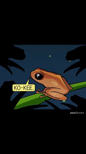 Happy #PuertoRicanPride Month!🇵🇷🐸 Fun fact: Coquí frogs are the beloved national animal of Puerto Rico. They perform their iconic “ko-kee” call from dusk till dawn. (But they don’t bring cookies.) For my amazing daughter, who's 100% this kid🥰🍪 . . . #puertorican #herps #scicomm #todayilearned #frogs #pridemonth #frogmemes #naturenerd #funnyreel #wholesome #sciart #nature #artadvocacy #animalfacts | Zoodraws