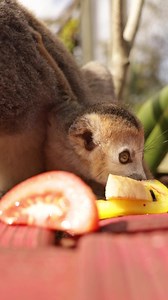 🍼 Our baby crowned lemur is growing up fast! 😍 📸 Share your best photos of it in the comments below! #babylemur #baby #crownedlemur #cute #babyanimal #zoo #cornwall #animalvideo #watch #comment #bestphoto #newquay #newquayzoo | Newquay Zoo