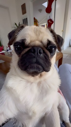 Grumpy Pug on Reels