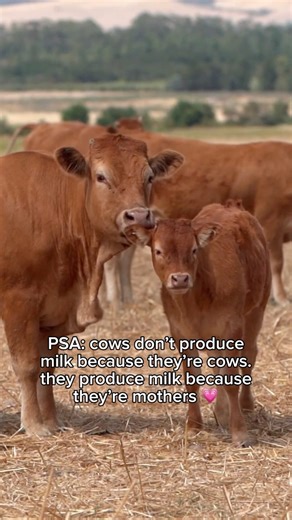 did you know that cows, like all mammals, only produces milk once they’ve had a baby? the dairy industry forcibly impregnates female cows and kidnaps their babies soon after they’re born — just so the breastmilk they produce for their calves can be stolen from them and sold for human consumption 💔 have compassion for mothers and their babies by going vegan 💗🐄 | peta2