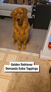 Golden Retriever Demands Extra Toppings! 🧀 | Wrestling News