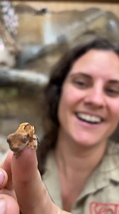 Look How Cute this Crested Gecko is🤩🙌 . . . #cute #iguanas #crested #gecko #cutest #beauty #beautiful #funny #funnyvideos #beautiful #time #wow #wildlife #fbpost #animals #animallovers #life #fun #wild #AmaZing #video #moment #facebook #fb #post #zoo #feed | The Reptile Zoo