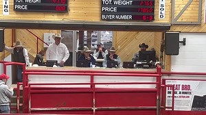 1.6K views · 62 reactions | The always hot fat cattle sale at Stockmen’s Livestock! | Hot Barn Report | Facebook