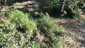 1.5K views · 44 reactions | Indian Army snipers in action.  How many do you spot? Courtesy - bleedmaroon | Indian Special Forces | Facebook