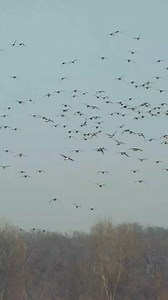 205K views · 6.1K reactions | Waterfowl Hunting on Reels | Facebook