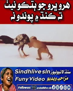 10K reactions · 1K shares | ھرو ڀرو جو ٻتڪو نيٺ ته ڪنڌ ۾ پوندو نه #funnyvideos | SindhLive Sln | Facebook