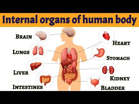 Internal organs of human body | Internal organs | Body parts | Parts of our body | #internalorgans