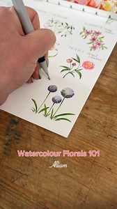18K views · 448 reactions | Watercolour florals 101: allium  I am actually trying to grow alliums in my garden, but it’s not going as well as this painting  Any tips from my fellow gardeners out there? #watercolourpainting #watercolourart #watercolorflowers | De Winton Paper co | Facebook