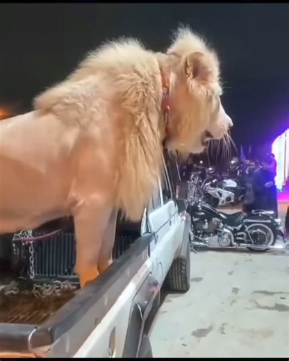 31K views · 276 reactions | The lion is a pet that symbolizes strength | Pet World | Facebook