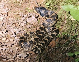 Snakes on the Appalachian Trail | Chica and Sunsets