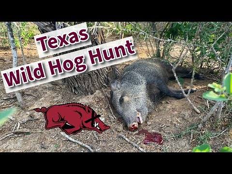 WILD HOG hunting in SOUTH TEXAS