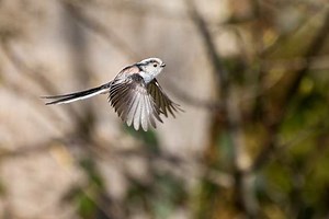Maths developed by Alan Turing used to understand bird behaviour