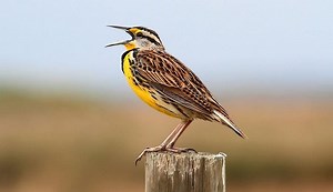 What is the State Bird of Oregon? - 6 Facts to Know