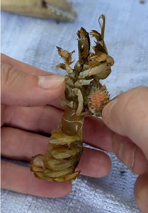 Orthione griffenis: Parasite Threat to Oregon Mud Shrimp