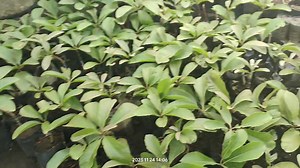 3.8K views · 21 reactions | Grafted Cheuri Plants available now #agriculture #plant #fruitplant Diploknema butyracea (Nepali: चिउरी, Chiuri), the Indian butter tree | AgroMart - Agricultural Marketplace Nepal | Facebook